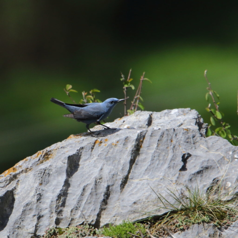passero solitario