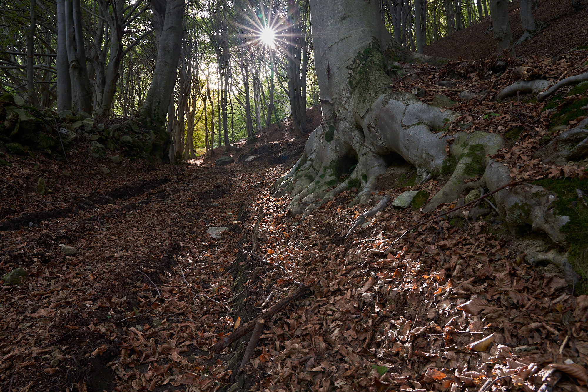 la serenità del bosco